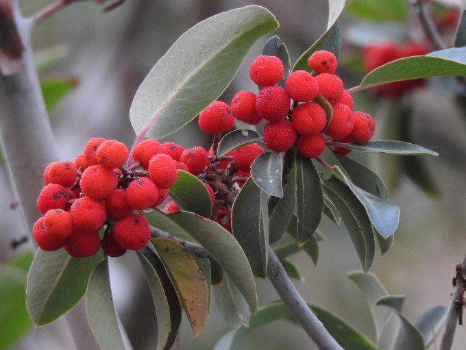 Arbutus xalapensis, Green Gulch, Big Bend NP, TX