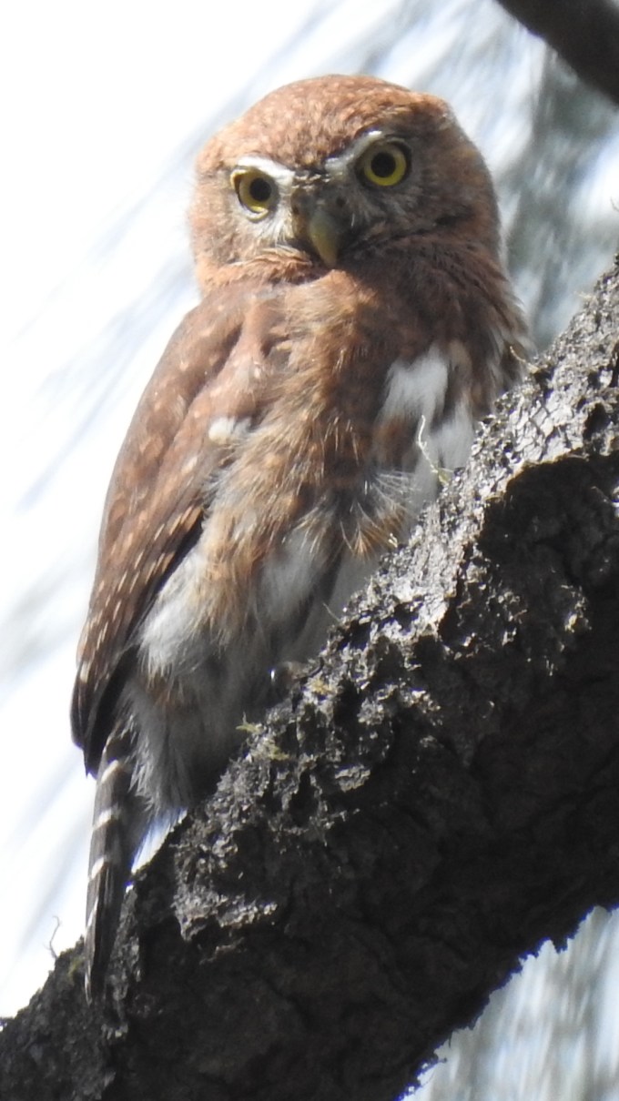 Northern Pygmy-Owl, Teotitlan - Benito Juarez Road, Oaxaca, Mexico