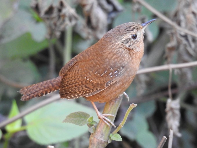 House (Brown-throated) Wren, Yuvila Rd, E of La Cumbre, Oaxaca, Mexico