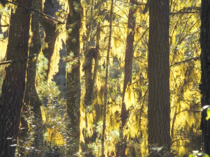 Epiphytic mosses, Cerro San Felipe, W of La Cumbre, Oaxaca, Mexico