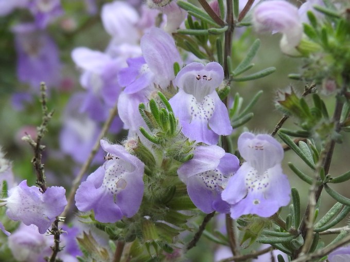 Conradina canescens, Port Pickens, Gulf Islands NS, FL