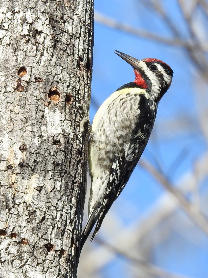 Yellow-bellied Sapsucker, Owl Creek, Apalachicola NF, FL