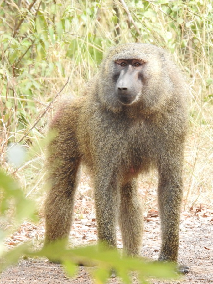 Olive Baboon, Shai Hills, Ghana
