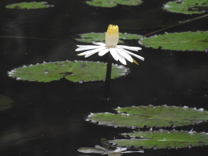 Egyptian Lotus (Nymphaea lotus), Ankasa Forest Cons. Area, Ghana