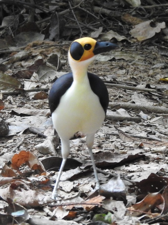 Yellow-headed Rockfowl (Picathartes), Bonkro, Ghana