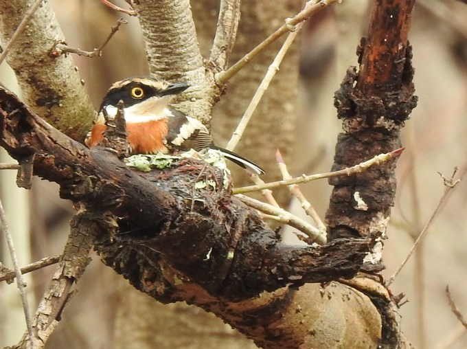 Senegal Batis, Mole National Park, Ghana