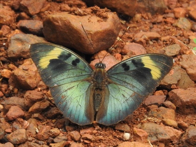 Widespread Forester (Euphaedra medon), Atewa Hill Track, Ghana