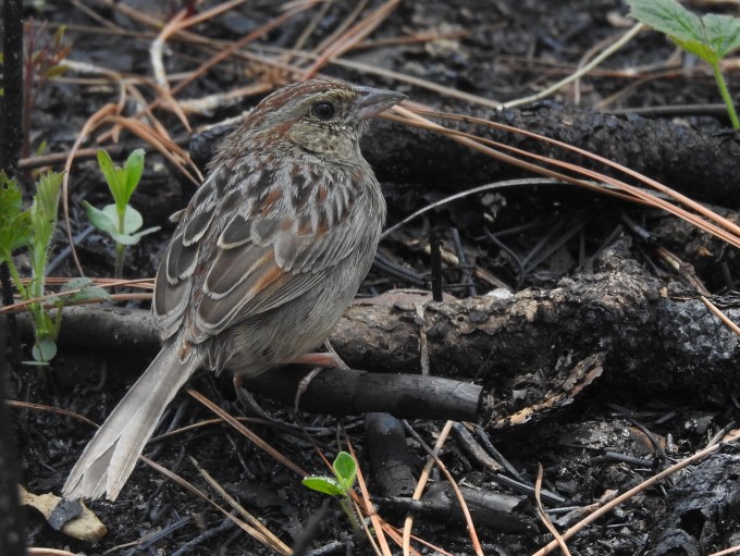 Bachman's Sparrow, , Suwanee River SP, FL