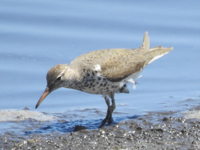 Spotted Sandpiper in breeding plumage, St. Marks NWR, FL