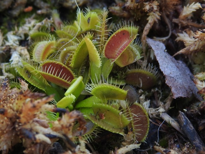 Dionaea muscipula (Venus' Flytrap), Carolina Beach SP, NC.