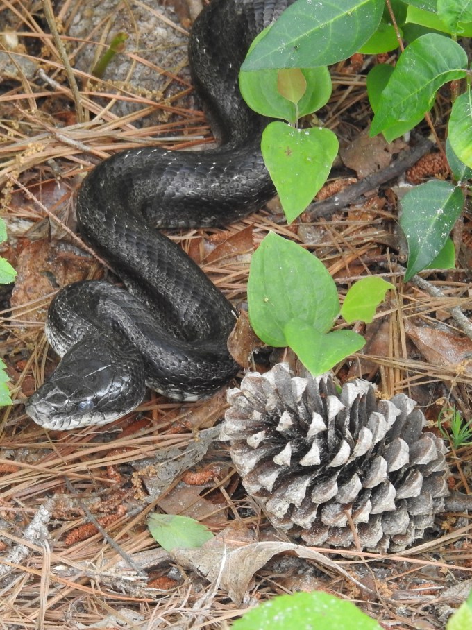 Eastern Ratsnake, Carver's Creek SP, NC
