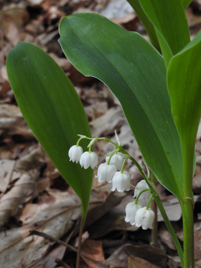 Convallaria pseudomajalis, Mt. Jefferson SNA, Amphibolite Mtns, NC
