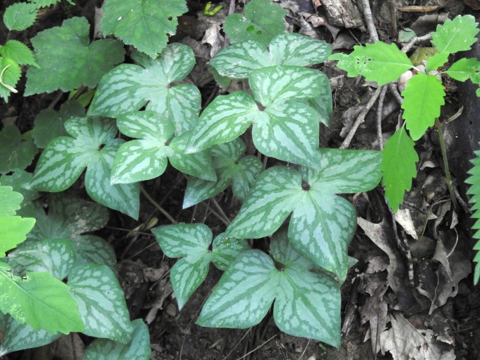 Hepatica nobilis acutus, Babcock SP, WV