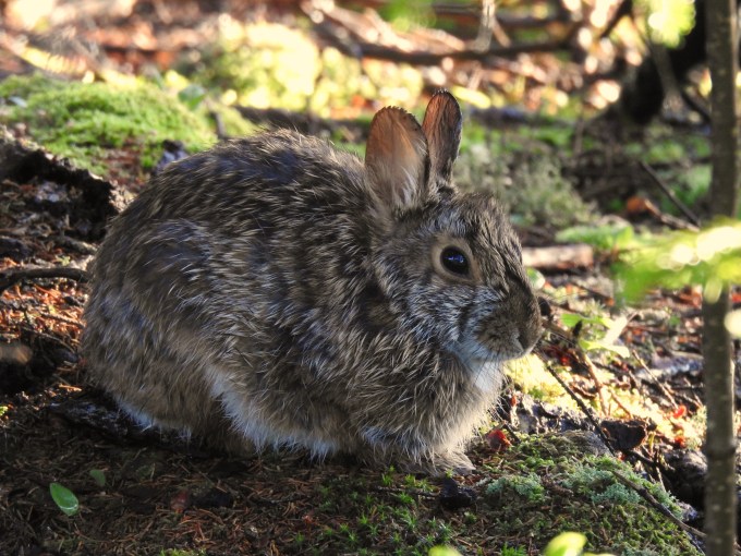 Applachian Cottontail, Spruce Knob, Monongahela NF, WV