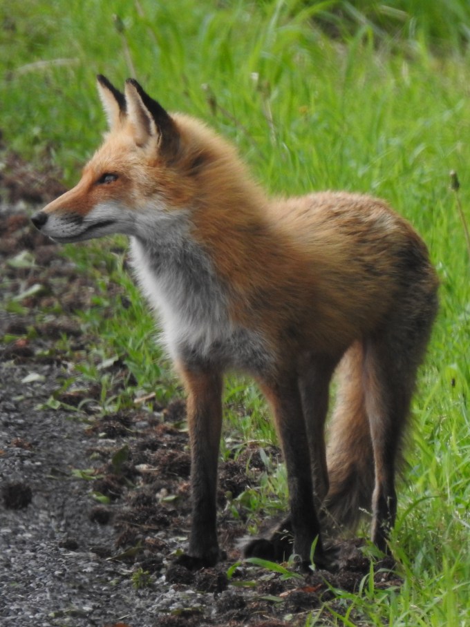 Red Fox, North Pocomoke Swamp, MD