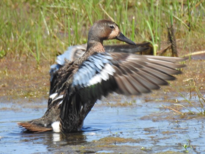 Blue-winged Teal, Chincoteague NWR, VA