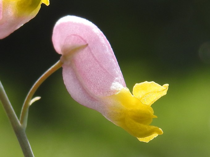 Capnoides sempervirens, Madawaska River, Algonquin PP, ONT