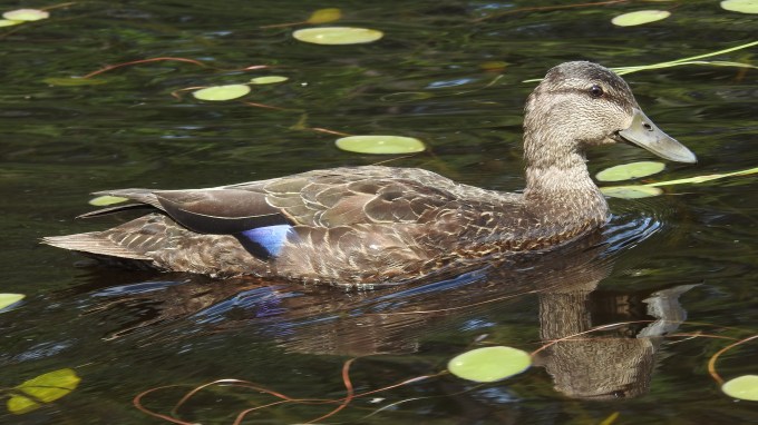 Black Duck, near Rock Lake Canoe Access Point, Algonquin PP, ONT