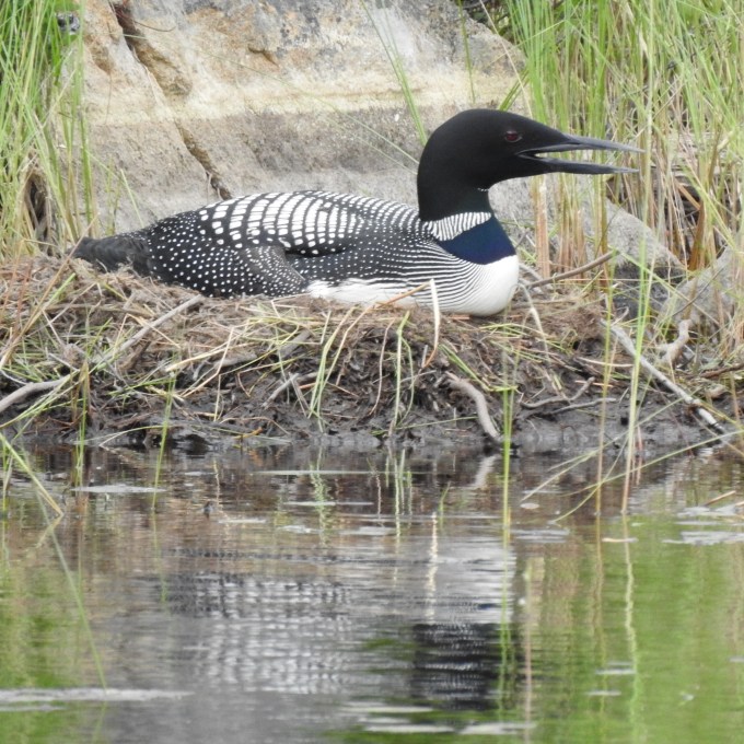 Common Loon on nest, Costello Lake, Algonquin PP, ONT