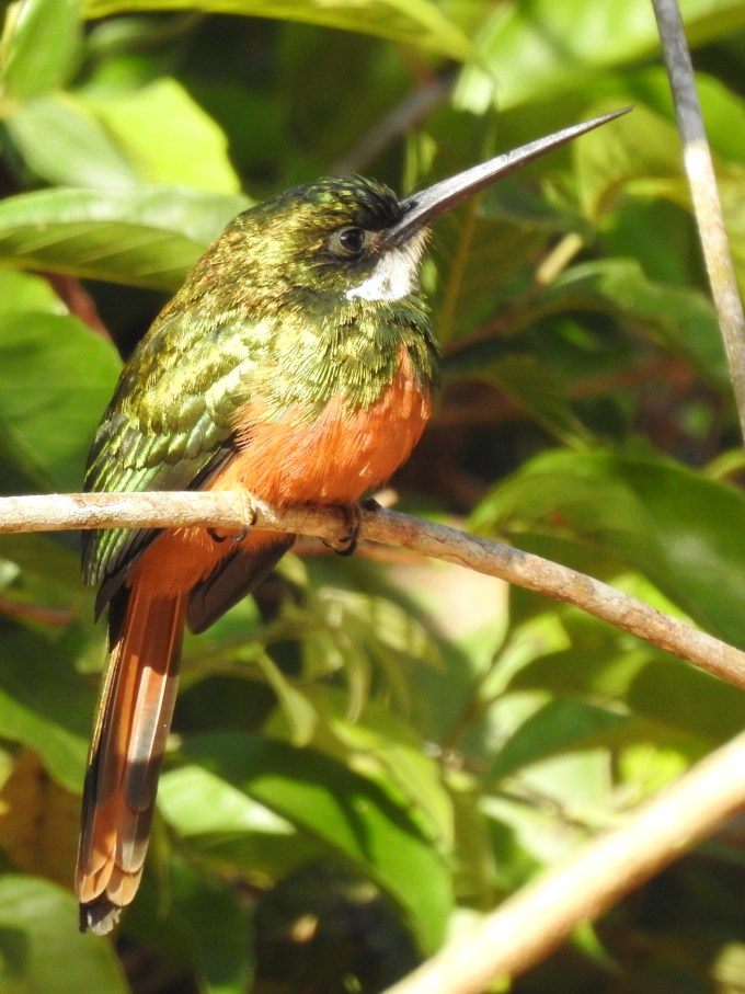 Rufous-tailed Jacamar, central Mato Grosso, Brazil