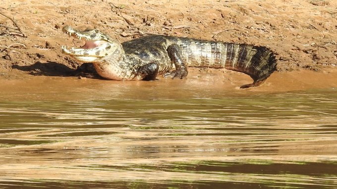 Paraguayan Caiman, Northern Pantanal, Brazil