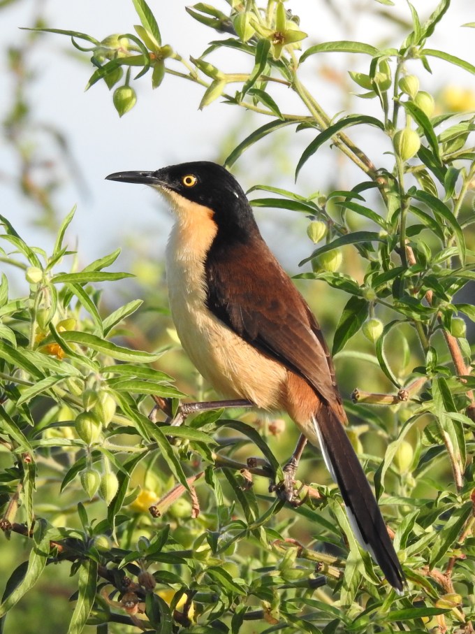 Black-capped Donacobius, Northern Pantanal, Brazil