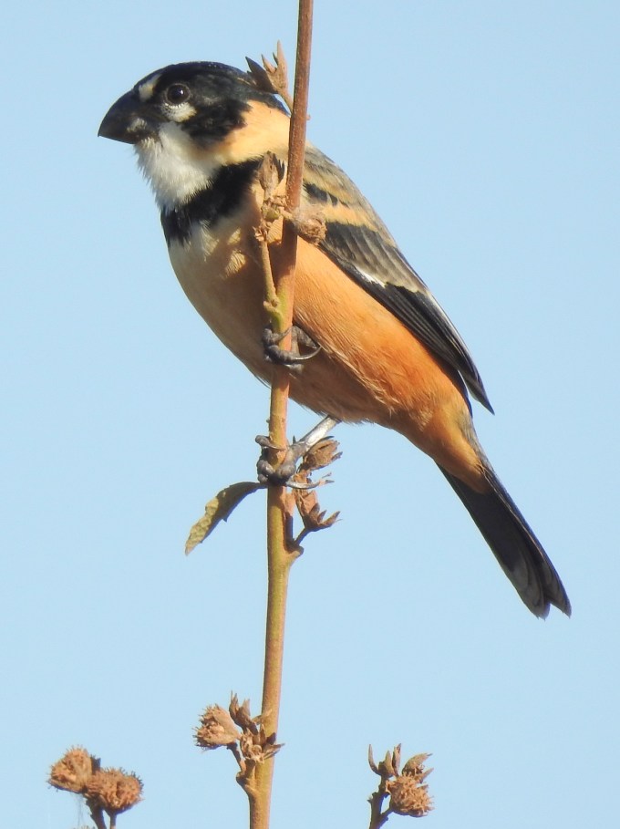 Rusty-collared Seedeater, Northern Pantanal, Brazil