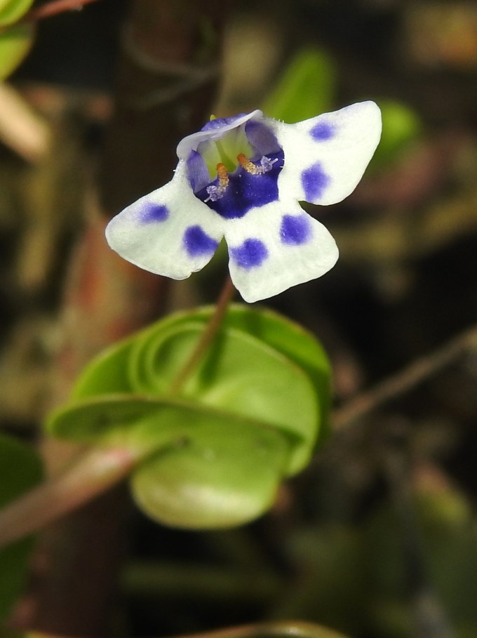 Lindernia grandiflora, Babcock-Webb WMA, Charlotte Co., FL