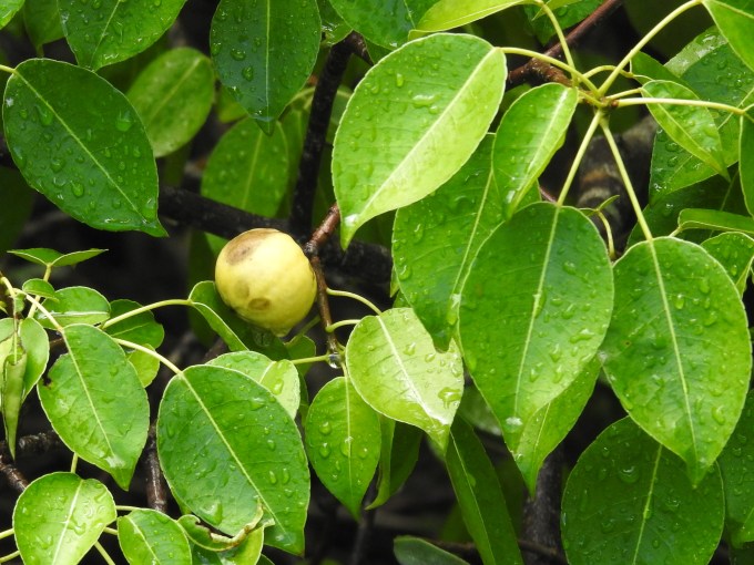 Hippomane mancinella, Buttonwood Canal, Everglades NP, FL
