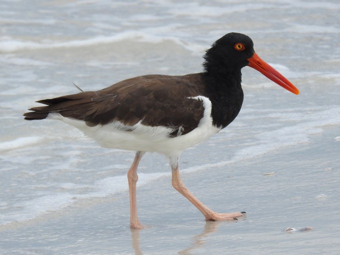 American Oystercatcher, Caladesi Island SP, FL