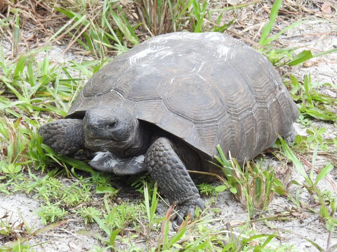 Gopher Tortoise, Koreshan SP, FL