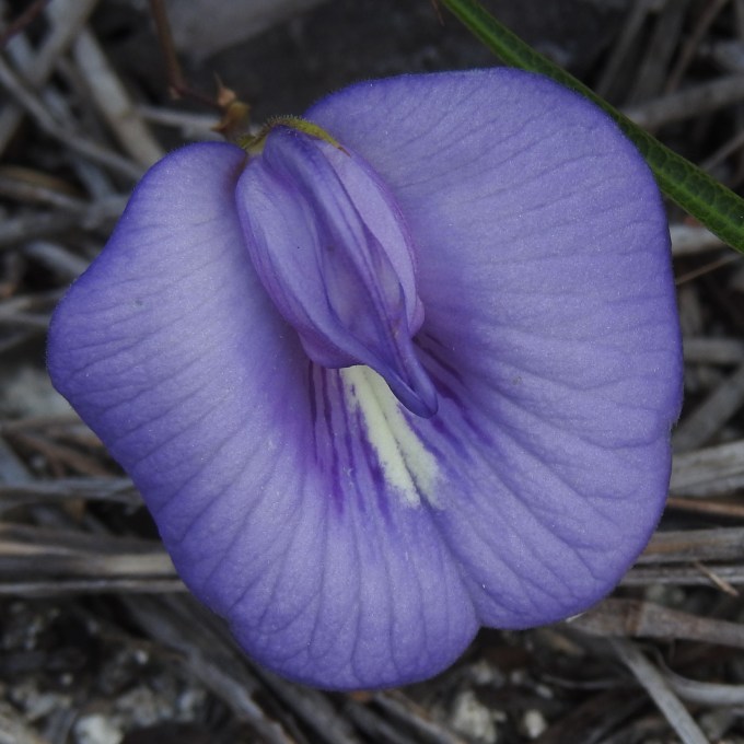 Centrosema virginianum, Big Pine Key, Monroe Co., FL