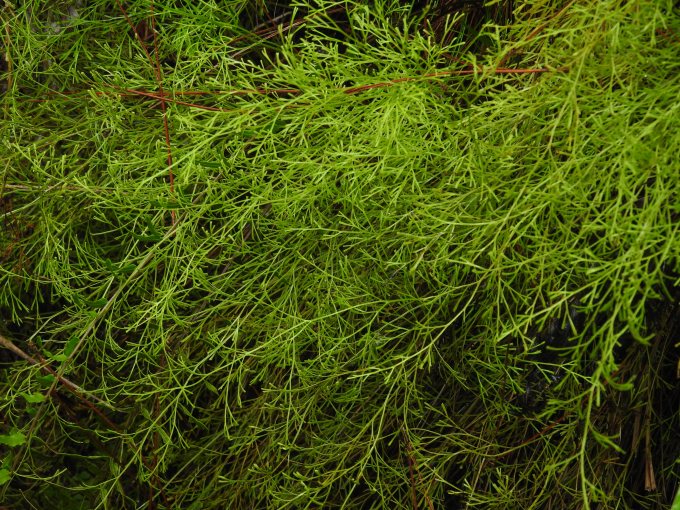 Odontosoria clavata, Larry and Penny Thompson Memorial Park, Miami, FL