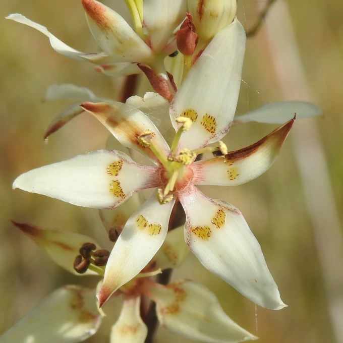 Zigadenus glaberrimus, Apalachicola NF, FL