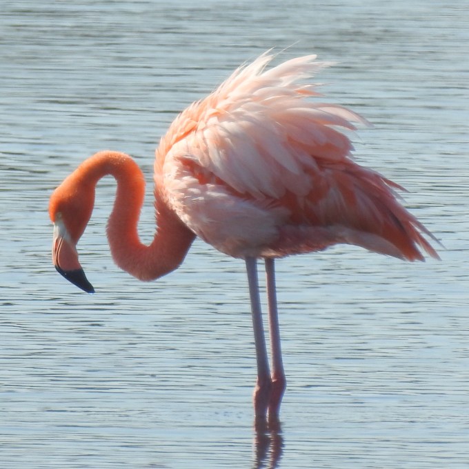 American Flamingo, St. Marks NWR, FL