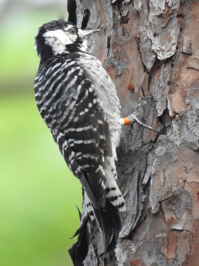 Red-cockaded Woodpecker, Ochlockonee SP, FL