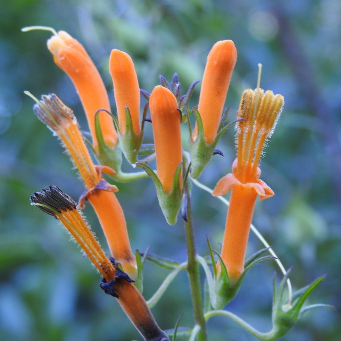 Macranthera flammea, Hennington Lake, Hattiesburg, MS