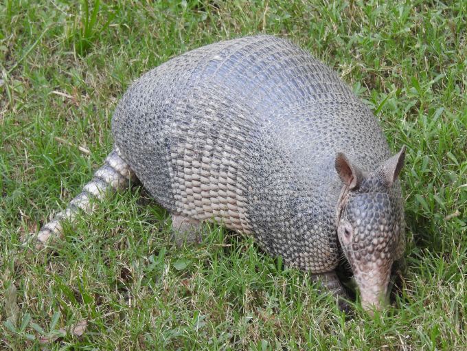 Armadillo, Brazos bend SP, TX