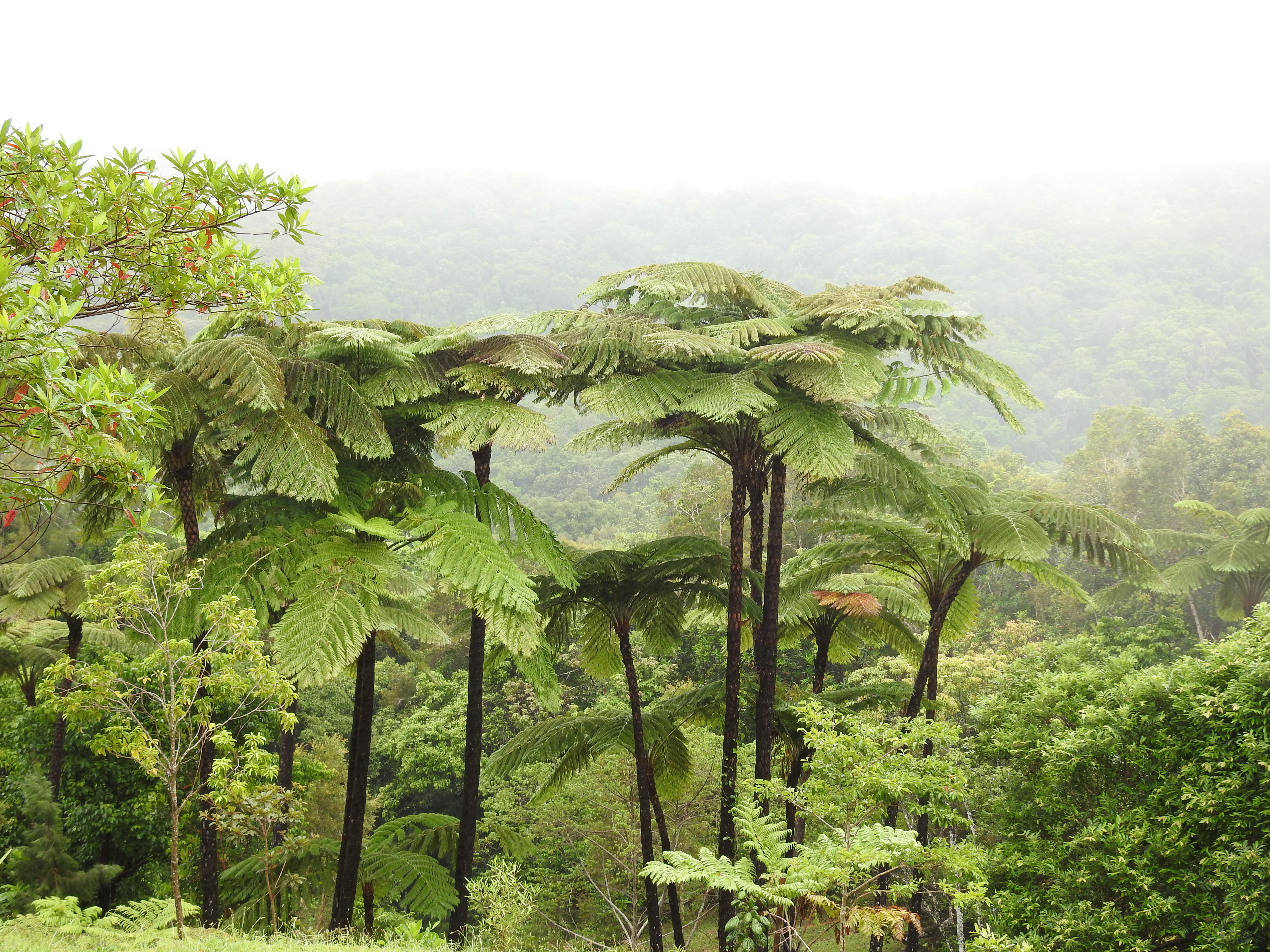 Treeferns, Grandes Fougeres Park, New Caledonia