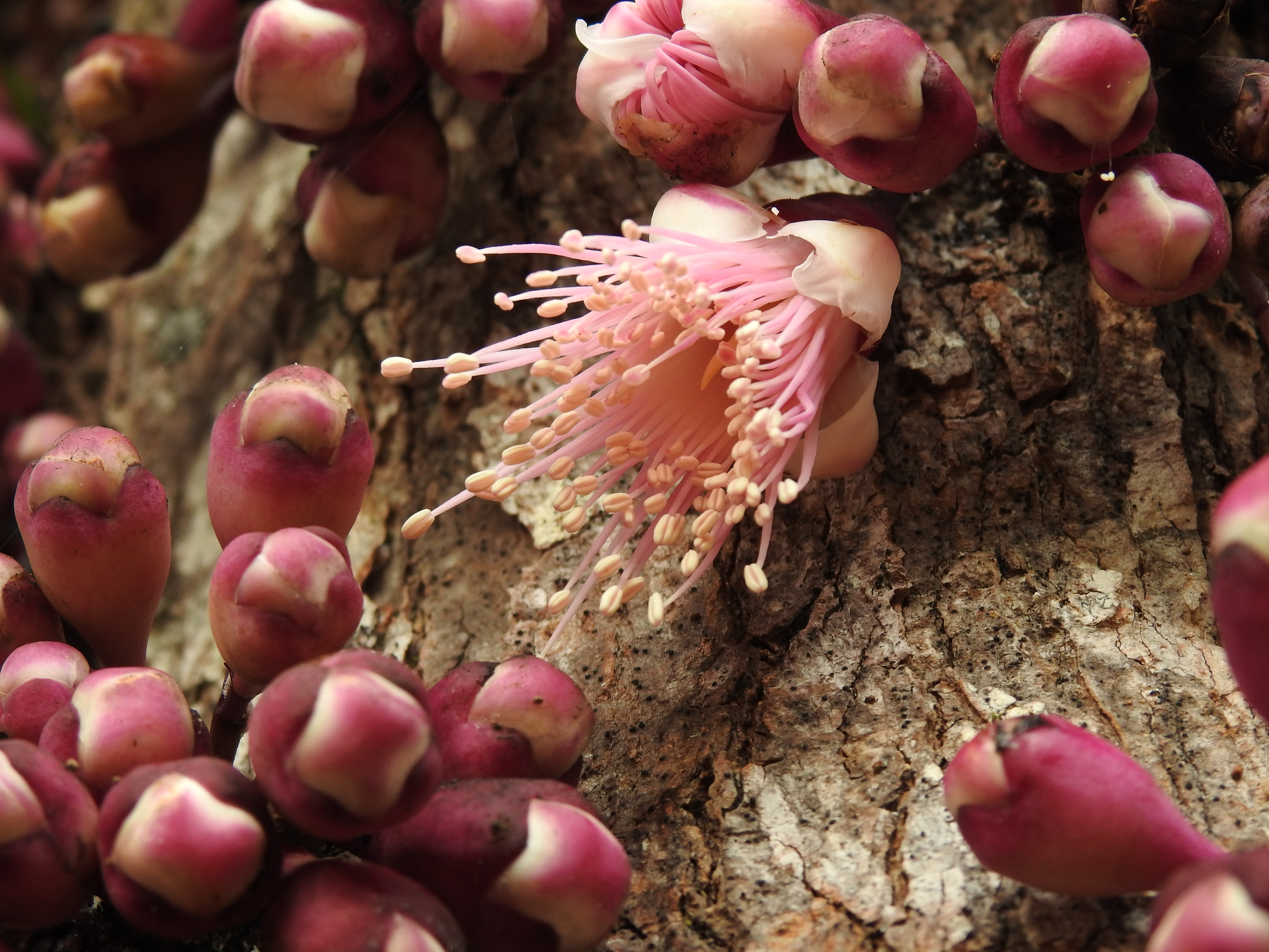 Syzygium acre, Blue River Park, New Caledonia
