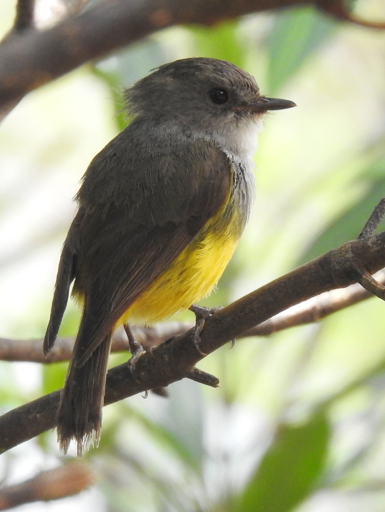 Yellow-bellied Robin, Blue River Park, New Caledonia
