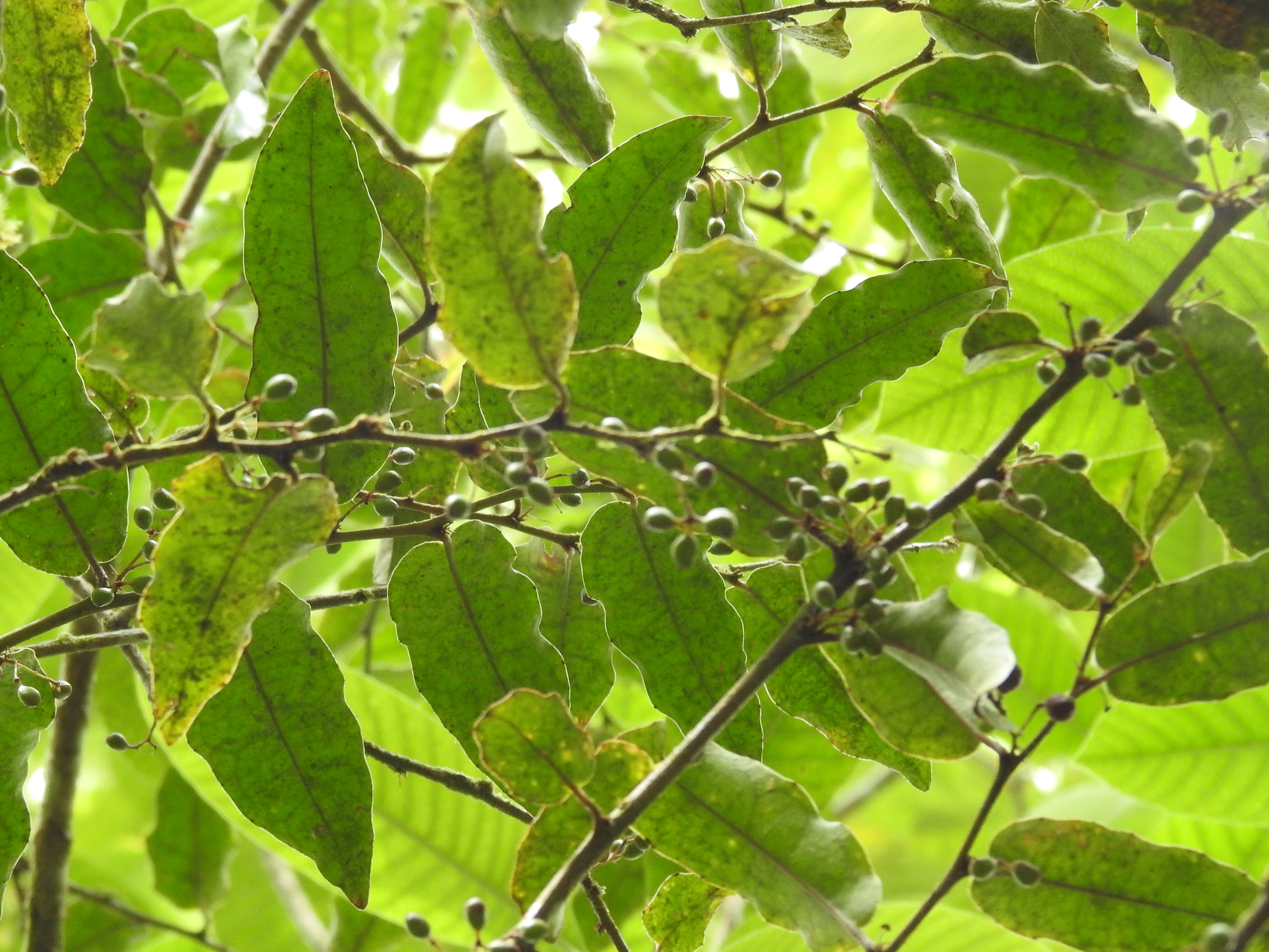Amborella trichopoda, Col d'Amieu, New Caledonia