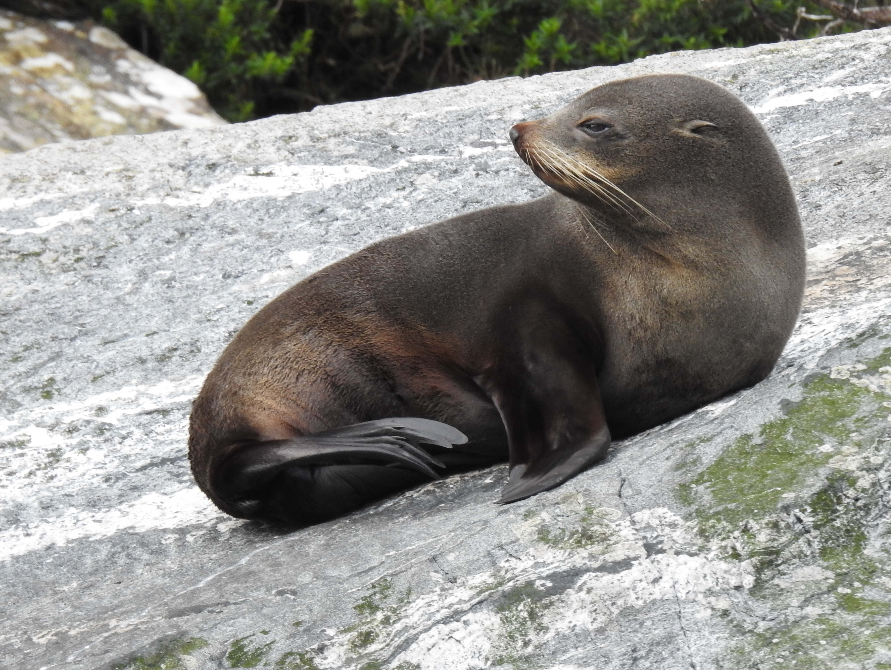 New Zealand Fur Seal, Milford Sound, Fiordland NP, South Island, New Zealand