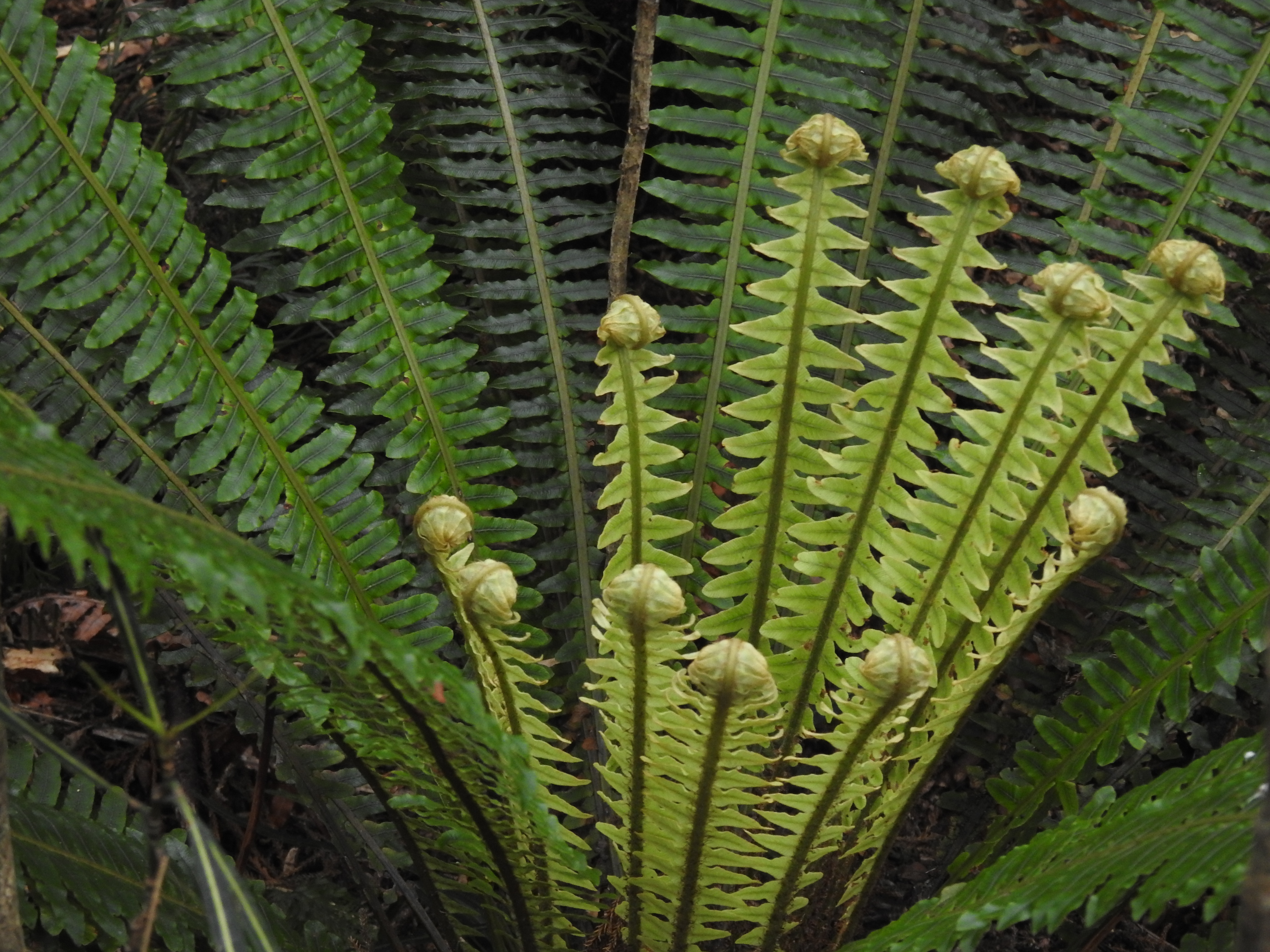 Lomaria discolor, Ulva Island, off Stewart Island, New Zealand