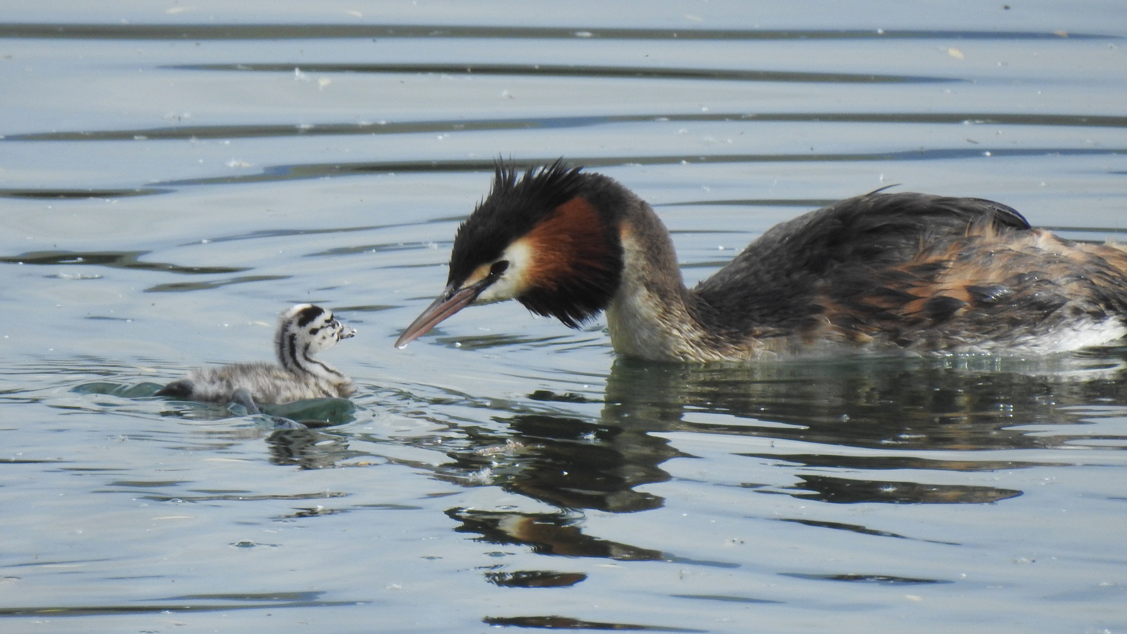 Great Crested Grebe, Mackenzie Basin, South Island, New Zealand