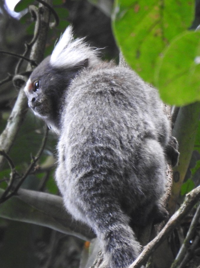Common Marmoset, Pernambuco, Brazil