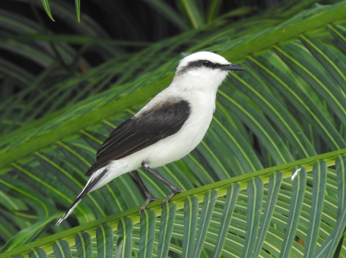 Masked Water-Tyrant, Pernambuco, Brazil