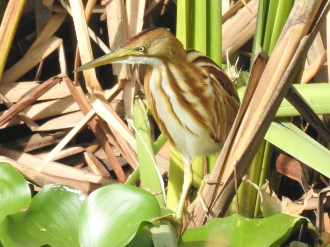 Stripe-backed Bittern, Pernambuco, Brazil
