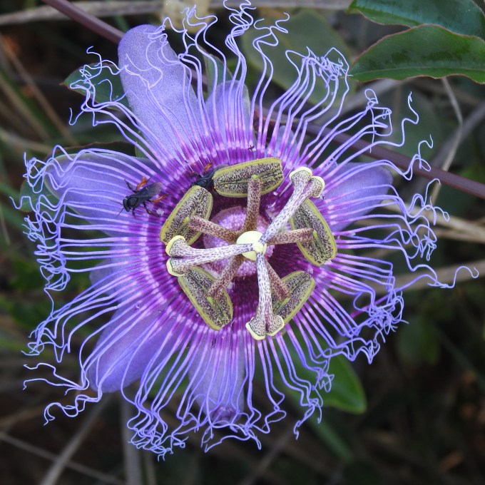 Passiflora cincinnata, Bahia, Brazil
