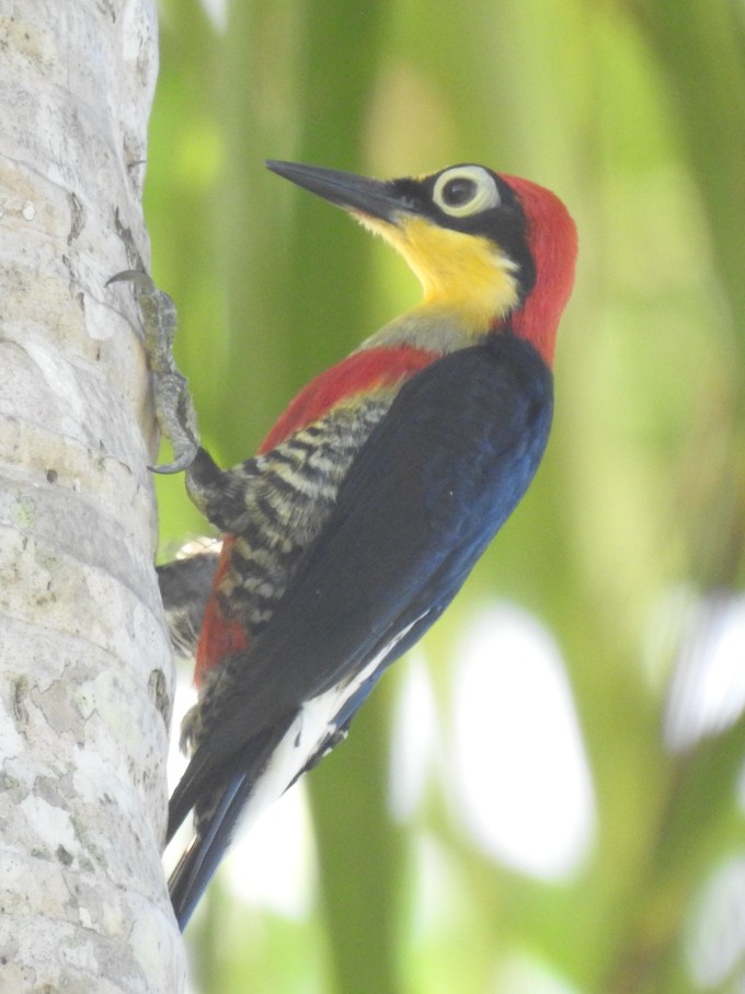 Yellow-fronted Woodpecker, Bahia, Brazil